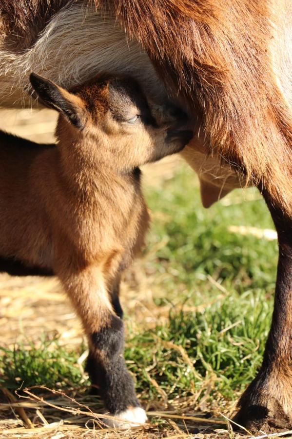 Gite A La Ferme En Pleine Nature Экстерьер фото